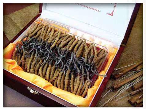 黄冈冬虫夏草回收